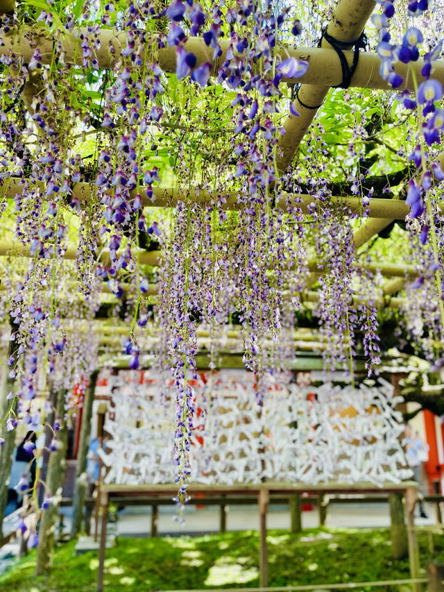 【奈良県】藤の名所「春日大社」へ