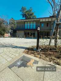【千葉】絶対に行ってほしい!!桜だらけのかわいすぎる神社🌸今話題のレースお守りも🤍