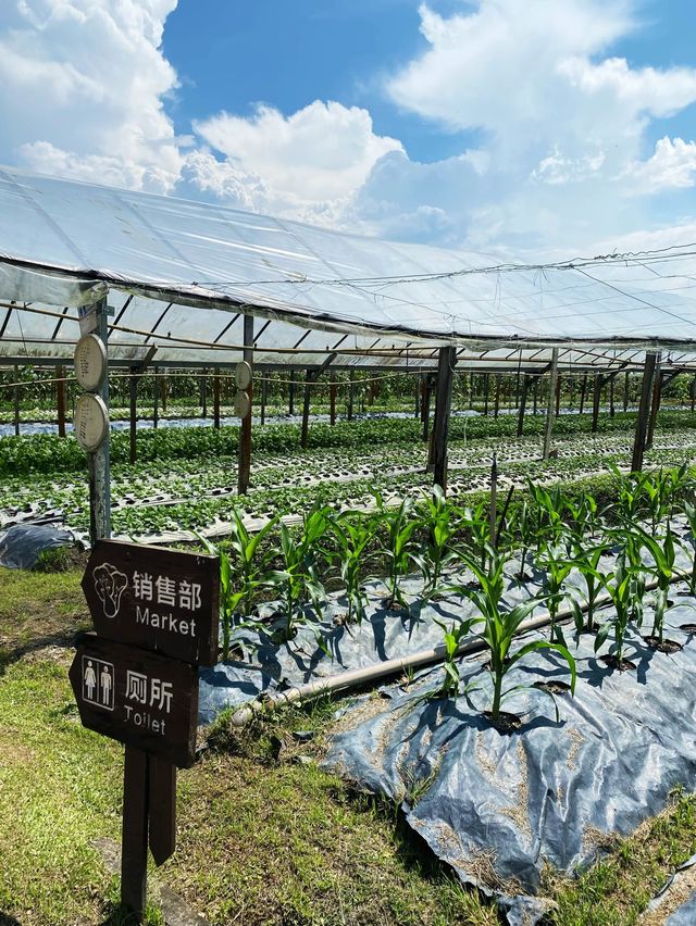 Organic vege farm with a HOHO cafe 🥒🌱🥑