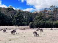 Tidbinbilla Nature Reserve