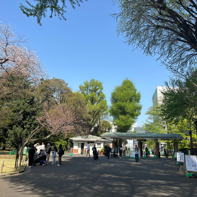 Tokyo with late sakura bloom