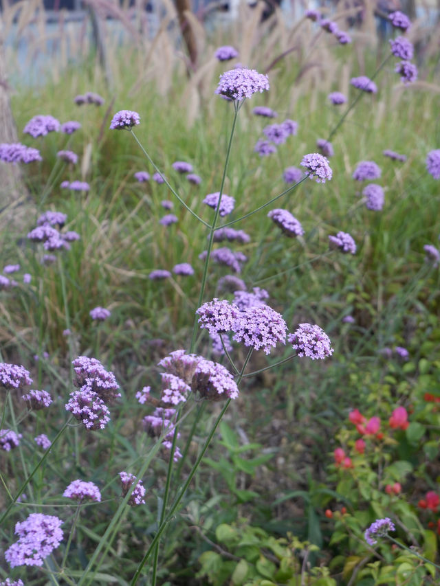深圳賞花，大灣區花展