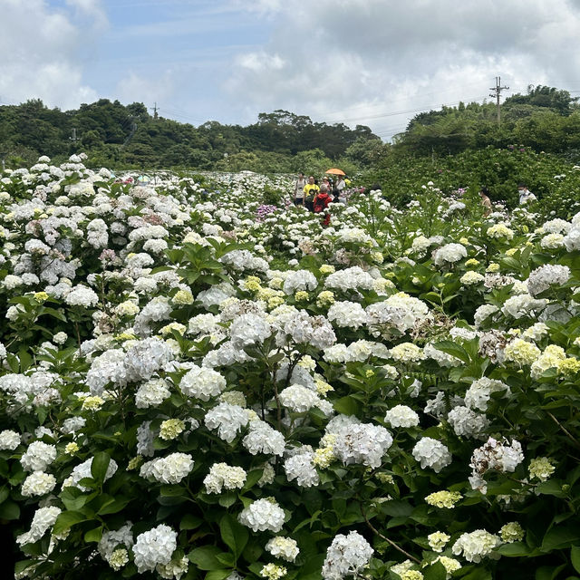 新北萬里｜2024年 5月花季開始➿高家繡球花第三園區