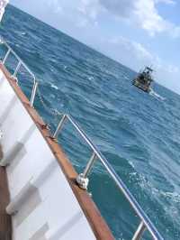 【天草観光】イルカに会える可能性90%以上🐬天草イルカウォッチング🐬