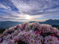 合歡山杜鵑花