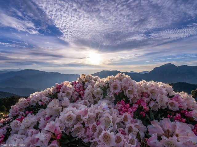 合歡山杜鵑花