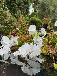 新加坡巨型溫室花園！400,000棵特色植物打卡！
