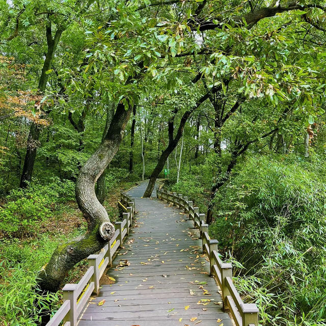 見晴懷古步道：驚艷自然景緻，遊客喜愛的高山步道