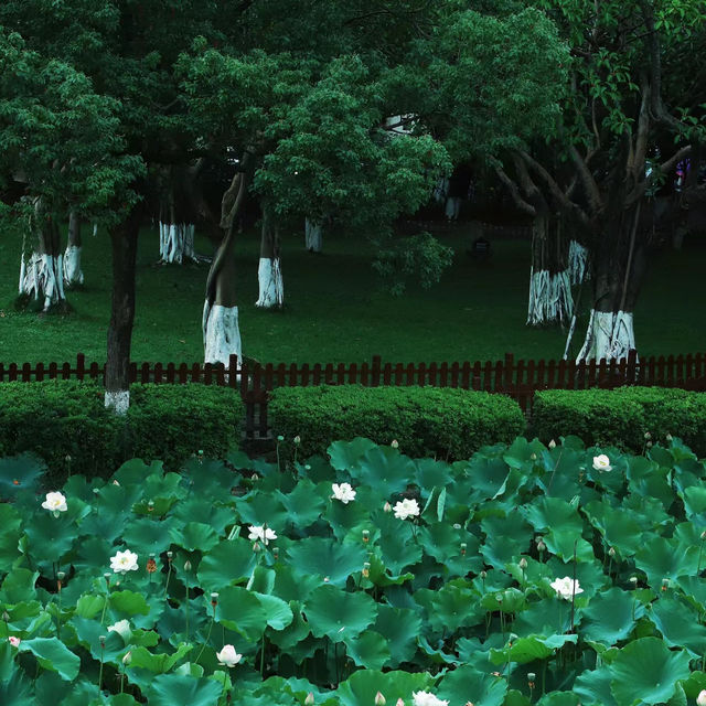 【高雄】澄清湖～荷花夢幻景緻～園林藝術之美