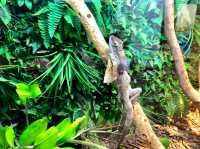 Alice Springs Reptile Centre