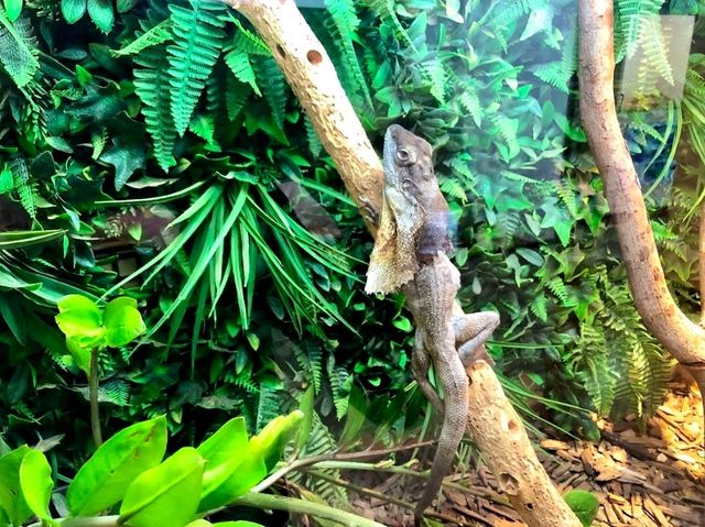 Alice Springs Reptile Centre