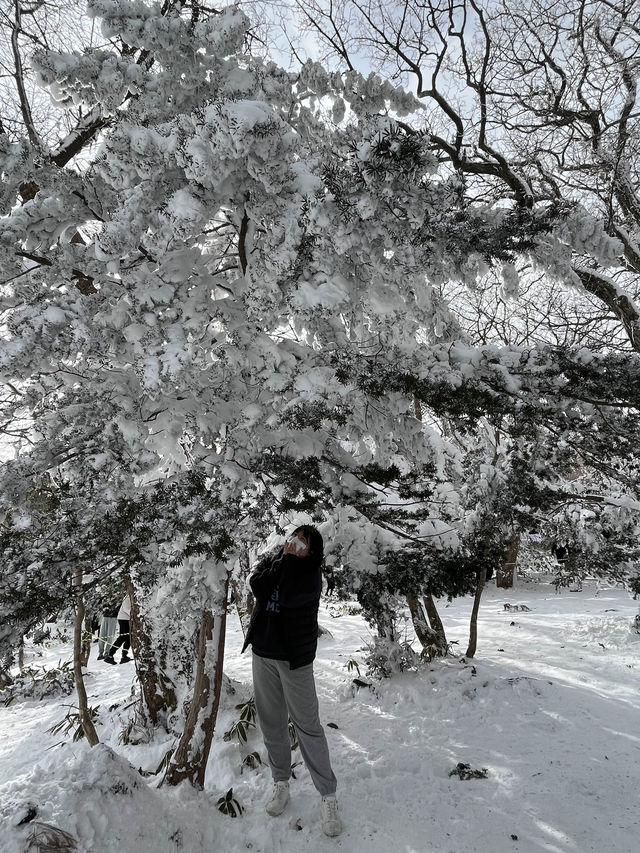 제주도 겨울 필수코스 ‘1100고지’❄️