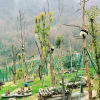 臥龍中華大熊貓苑神樹坪基地