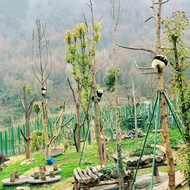 臥龍中華大熊貓苑神樹坪基地