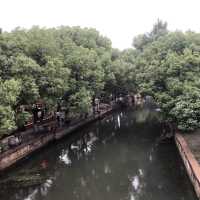 上海最具江南風情的古鎮-朱家角🌺