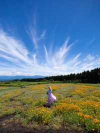 一年中お花が咲き誇る西日本最大級のお花畑🌼