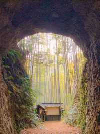 【三重 尾鷲市】不思議な空間すぎる🎋土井竹林🌿✨