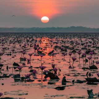 The Red Lotus Lake