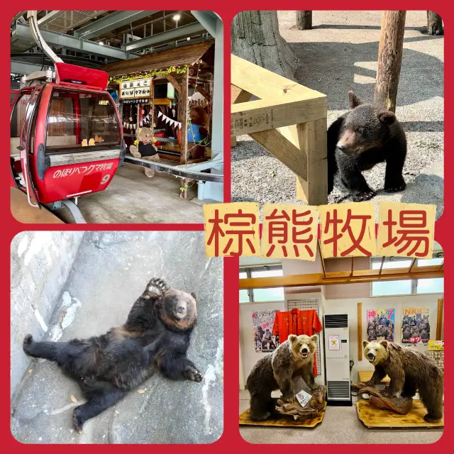 登別棕熊牧場-乘着纜車，尋找北海道棕熊
