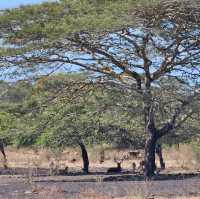 Baluran National ParkTaman Nasional Baluran