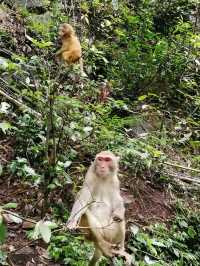 เดินป่าในอุทยานแห่งชาติจางเจียเจี้ย ลำธารแส้ทอง