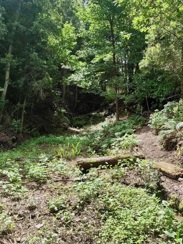 The magical forest from J.R.R. Tolkien's books 🌲