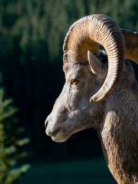 A trip to Banff National Park