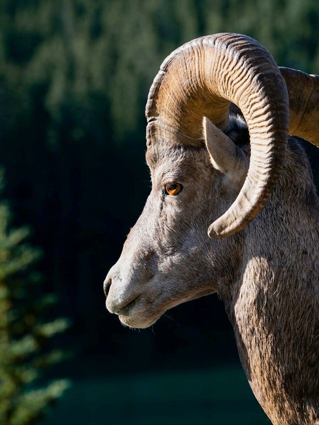 A trip to Banff National Park