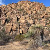 Where the Mountains Meet the Sky – Discover Big Bend’s Untamed Beauty