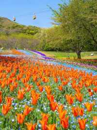 【火の山公園】櫻花季🔥🔥，春天旅行推薦🏖️🏖️
