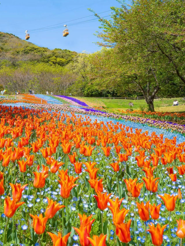 【火の山公園】櫻花季🔥🔥，春天旅行推薦🏖️🏖️