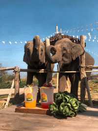 Cafe Elephant 🐘🌳