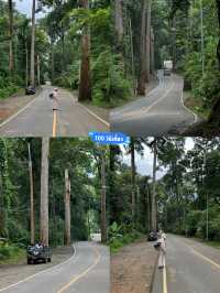 ถนนต้นยาง | เชียงดาว 🛻🛣️🌳🍃