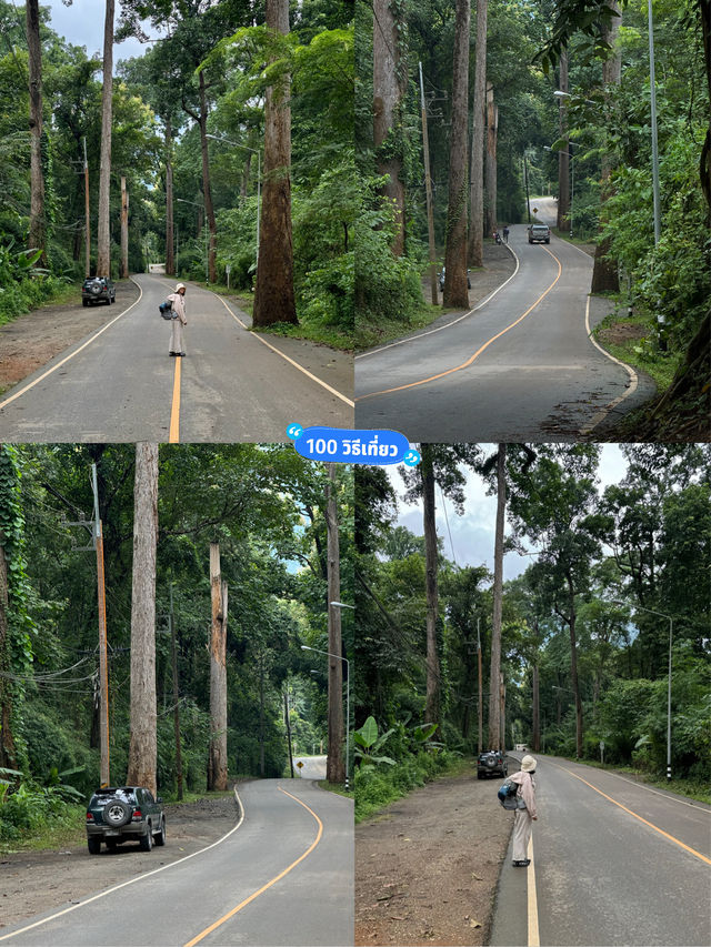 ถนนต้นยาง | เชียงดาว 🛻🛣️🌳🍃