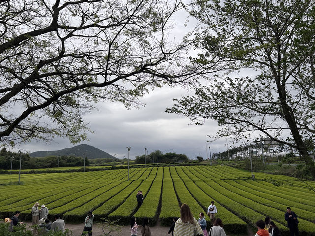제주하면 뭐니뭐니해도 오설록🌱🌿🍃 이죠