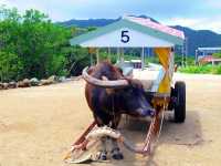 【由布島】水牛車で島を渡る🐃🏝