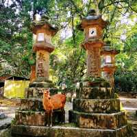 奈良春日大社、若草山、猿沢池