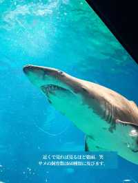【 茨城 大洗 】サメの飼育種類数日本一の水族館で海中探検🦈
