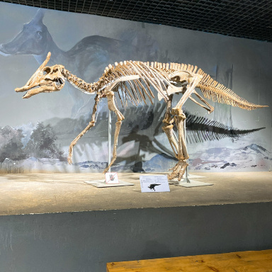 ウランバートル】世界でも貴重！本物の恐竜の骨が見られる博物館