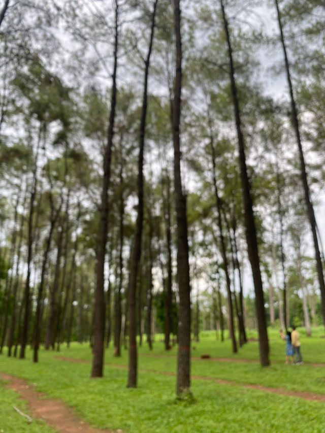 สวนสนแม่แตง | จ.เชียงใหม่ 🌲🪵🍃🌦️