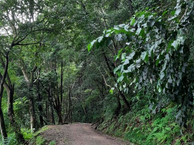 「尼泊爾加德滿都國家森林公園：綠意盎然的森林徒步勝地，門票價格五百盧比」
