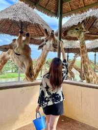 Amazing place for animal lovers🦒💛