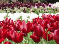Kamiyubetsu Tulip Park