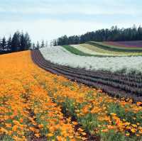 Hokkaido 3D2N - Lavender, Lavender, and Flower