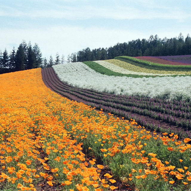 Hokkaido 3D2N - Lavender, Lavender, and Flower
