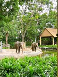 Outdoor Adventure at Singapore Zoo