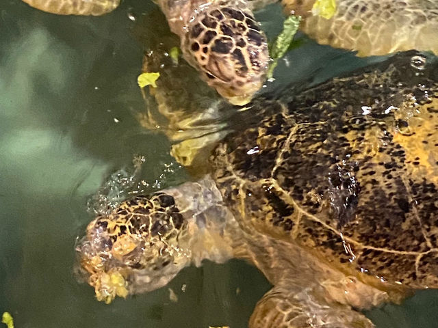 拉斯維加斯的鯊魚礁水族館