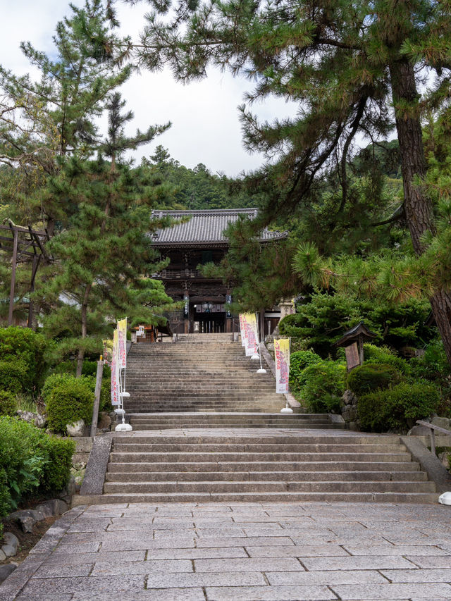 奈良の絶景✨カラフルな菊の花○○○鉢 菊の回廊2024開催中10/5~12/8迄。