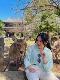 【奈良】鹿と大接近🦌鹿に襲われないコツ！
