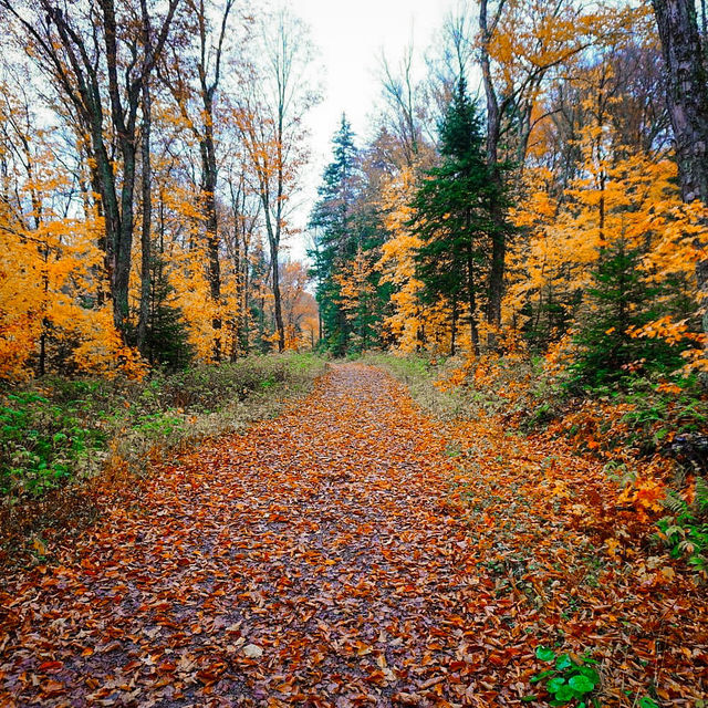 Autumn in Quebec: A Symphony of Colors